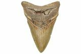 Fossil Megalodon Tooth - North Carolina #328426-1
